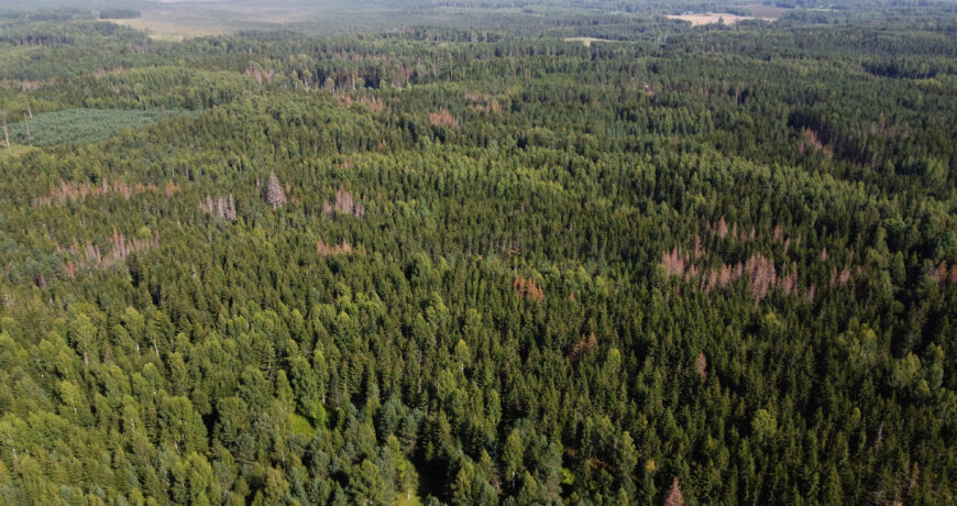 Hajus üraskikahjustus mõõdukalt majandatud metsas, kahjustuse põhjus võib olla põud.